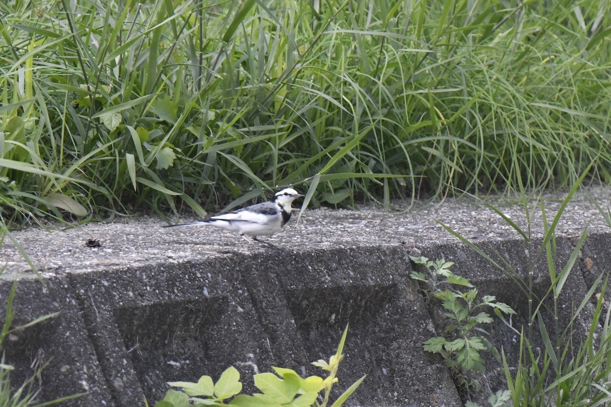 White Wagtail - ML645806185