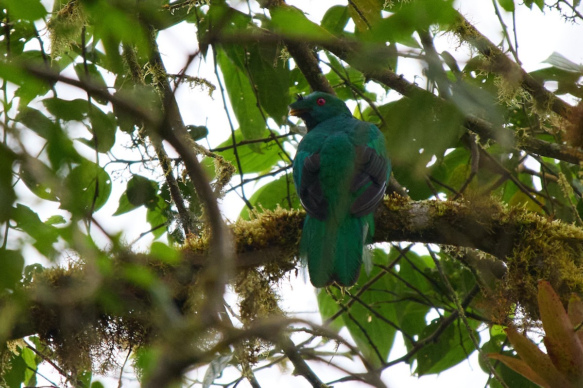 Crested Quetzal - ML645806187