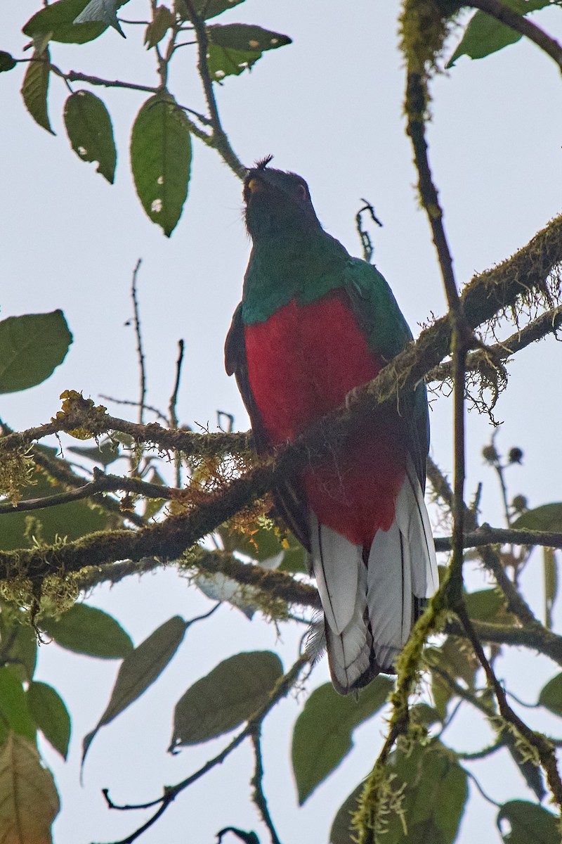 Crested Quetzal - ML645806188
