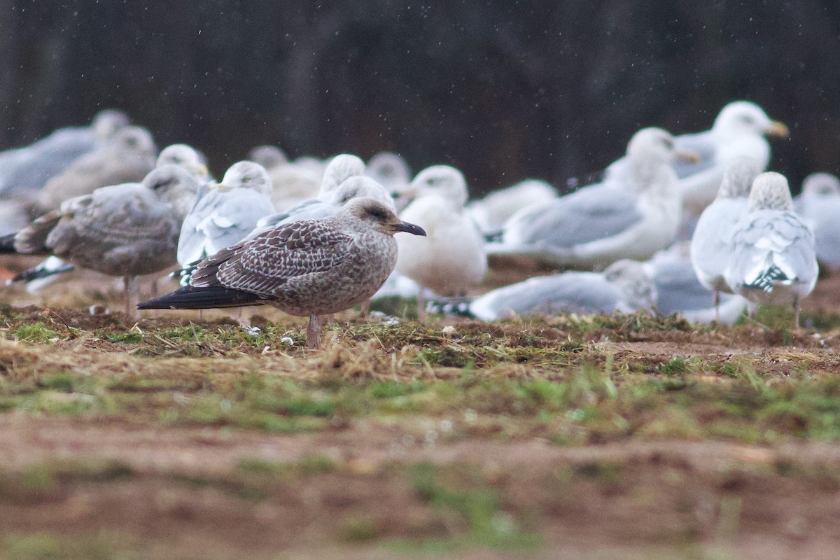 Zafferano - ML645806193