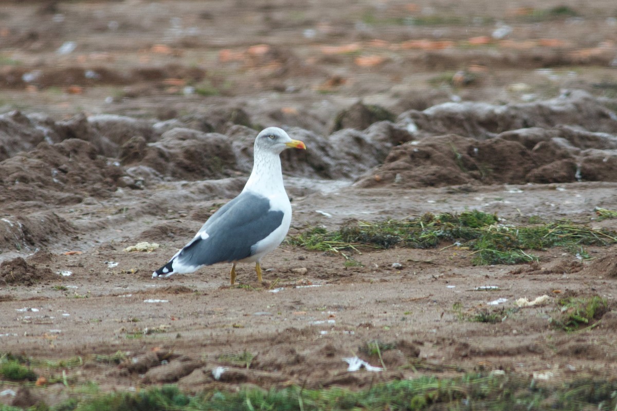 Zafferano - ML645806199