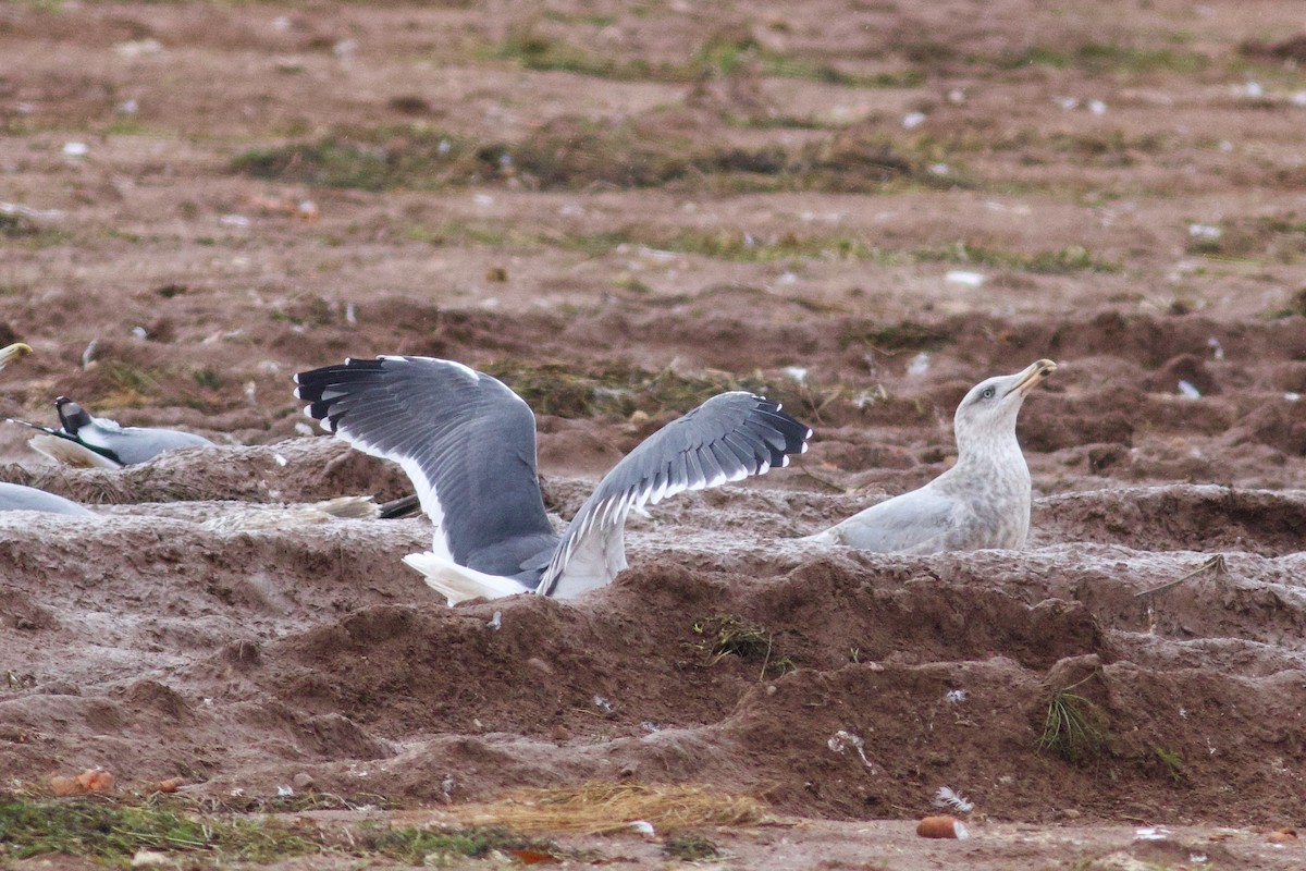 Zafferano - ML645806200