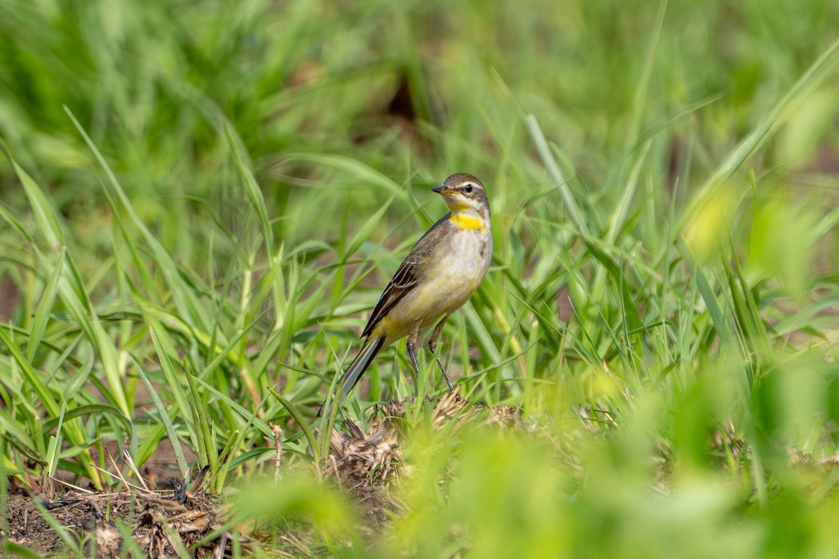 東方黃鶺鴒 - ML645806215