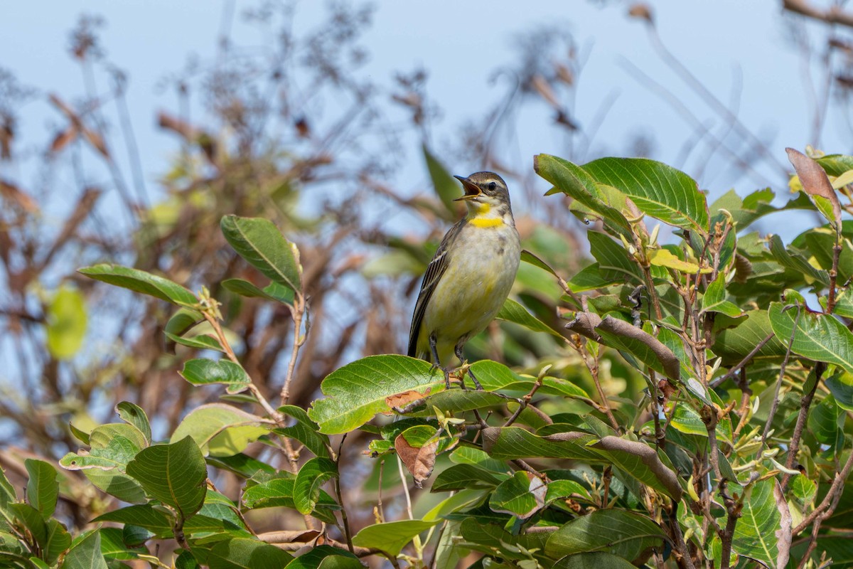 東方黃鶺鴒 - ML645806216