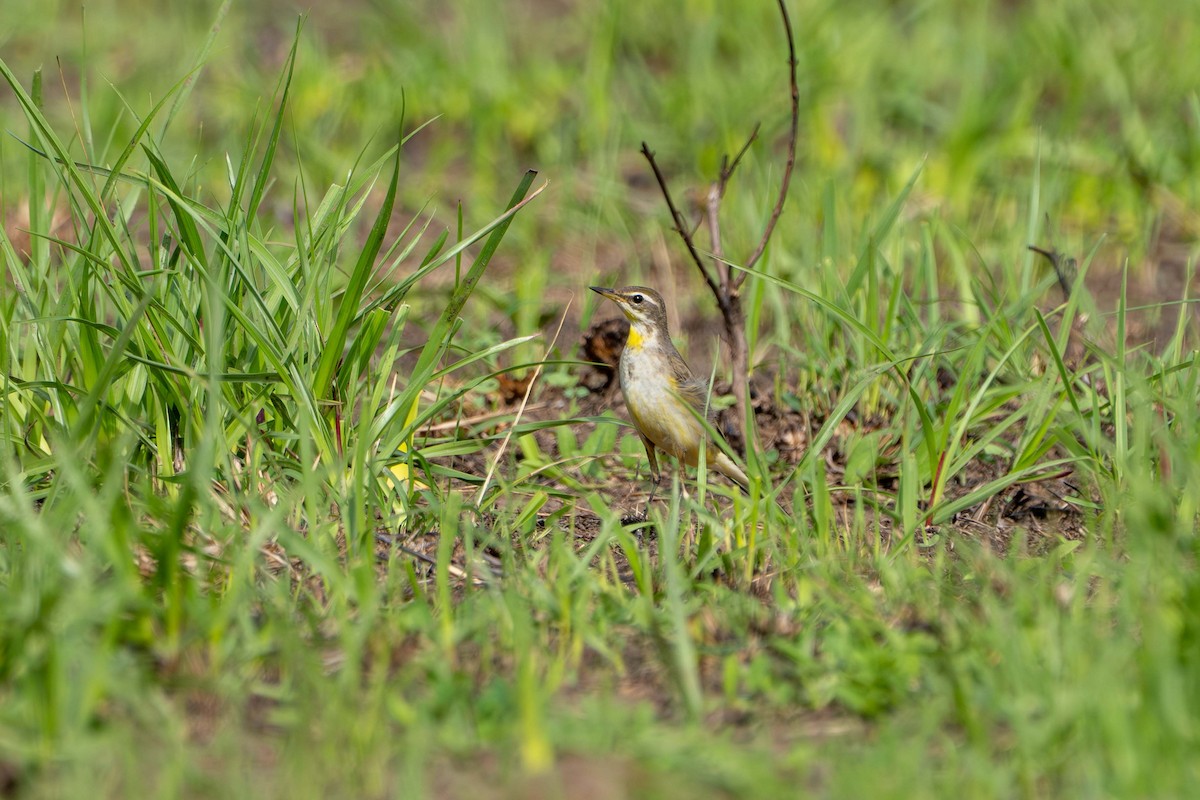 東方黃鶺鴒 - ML645806217