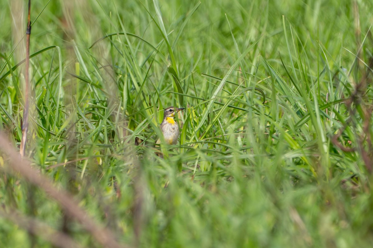 東方黃鶺鴒 - ML645806218