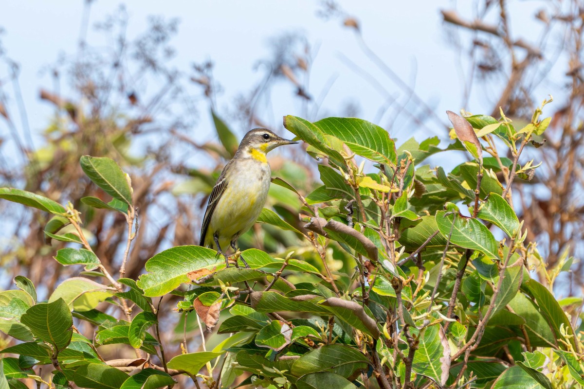東方黃鶺鴒 - ML645806219