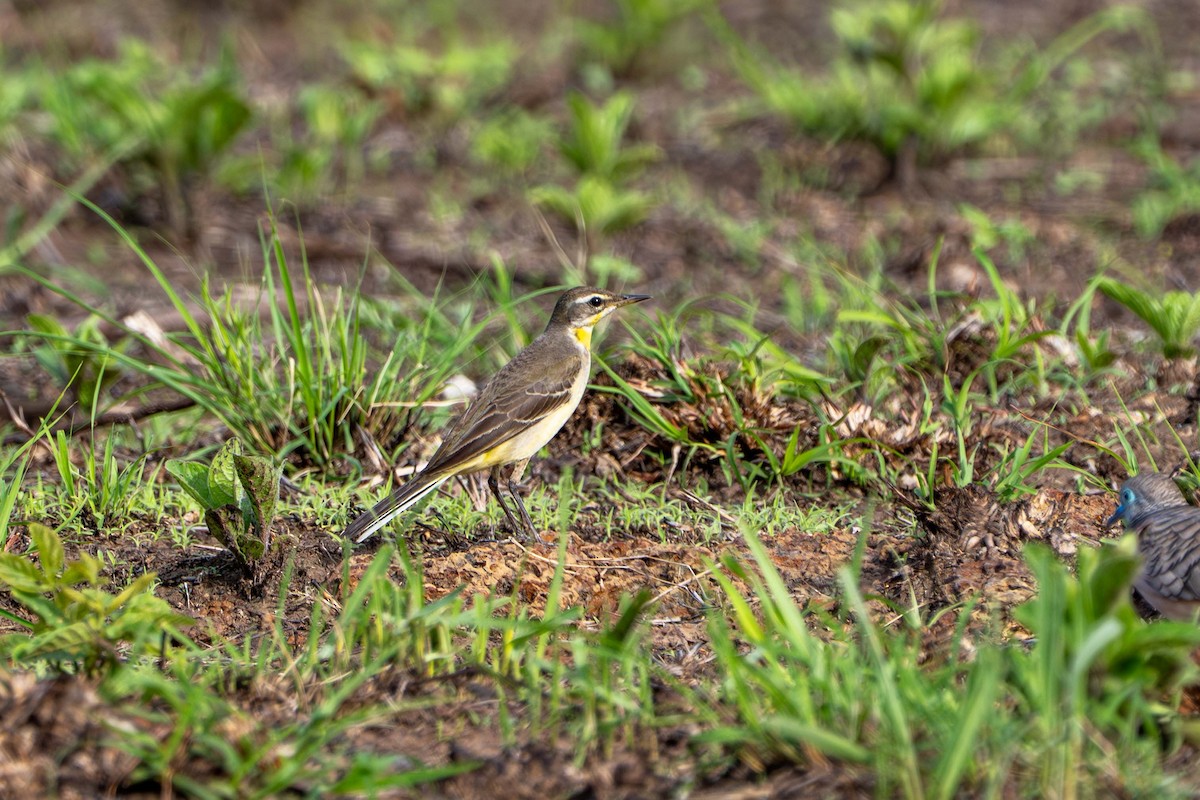 東方黃鶺鴒 - ML645806220