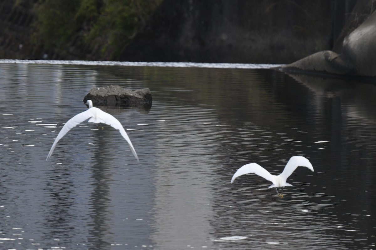 silkehegre - ML645806226