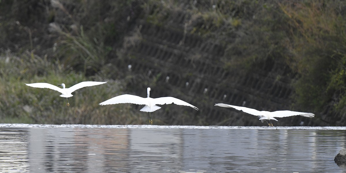 silkehegre - ML645806236