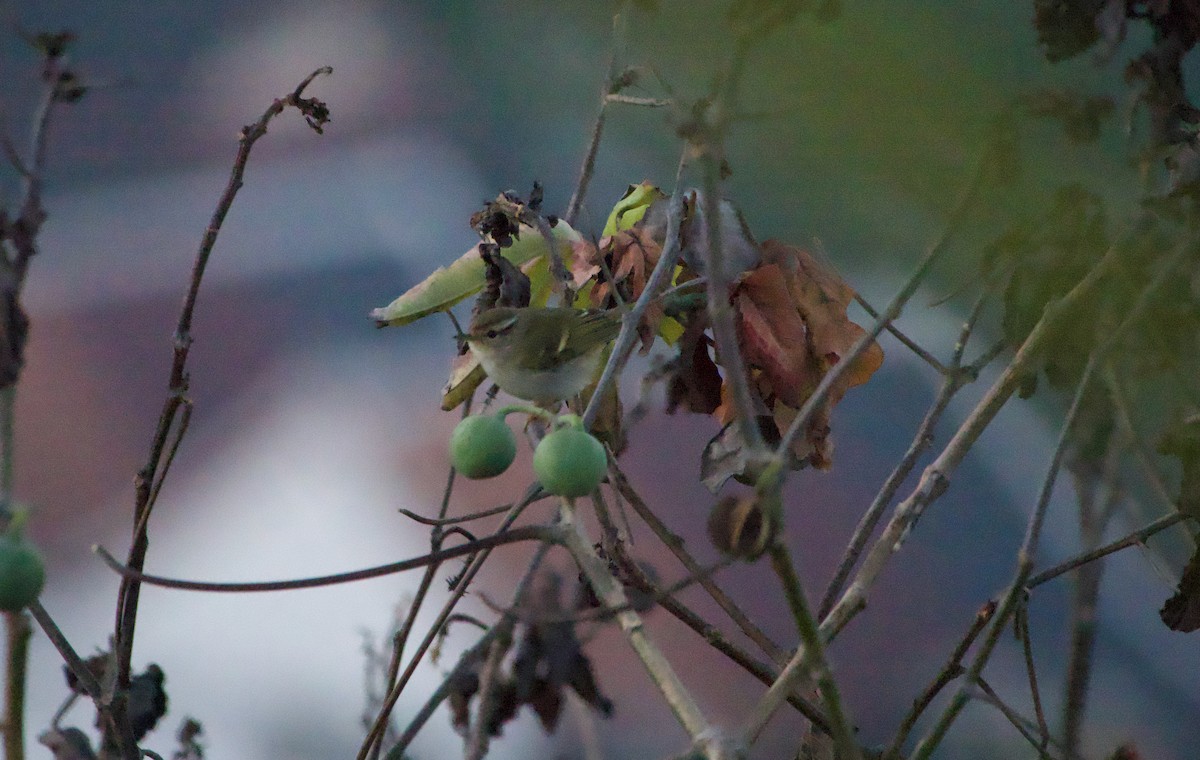 עלווית צהובת-גבות - ML645806238