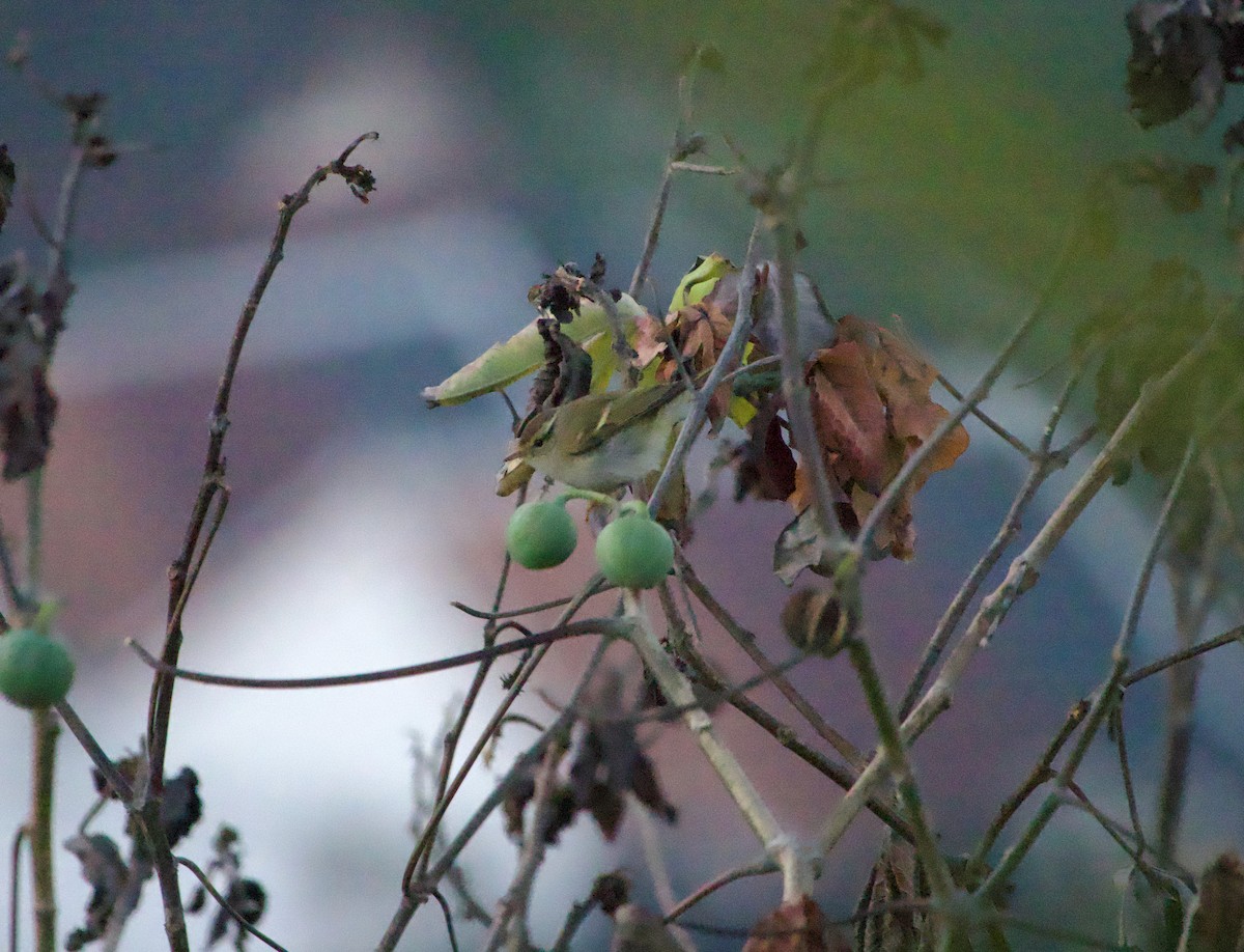 עלווית צהובת-גבות - ML645806240