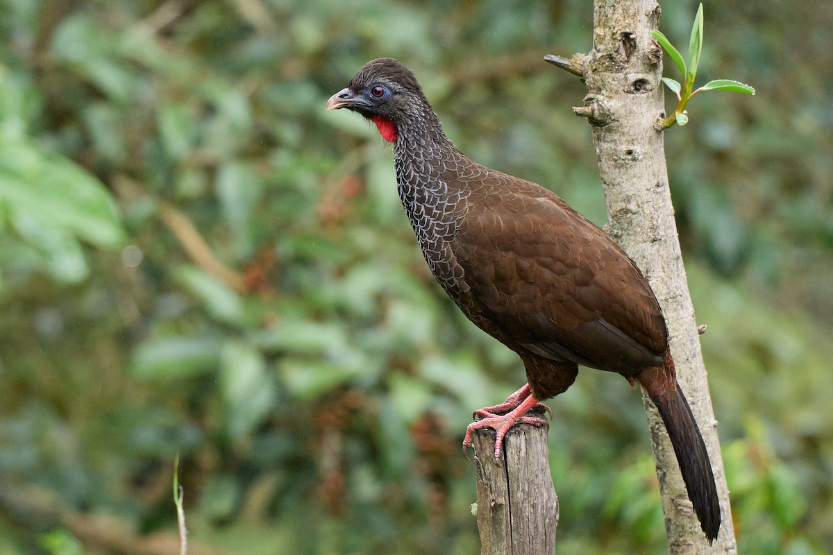 Andean Guan - ML645806241