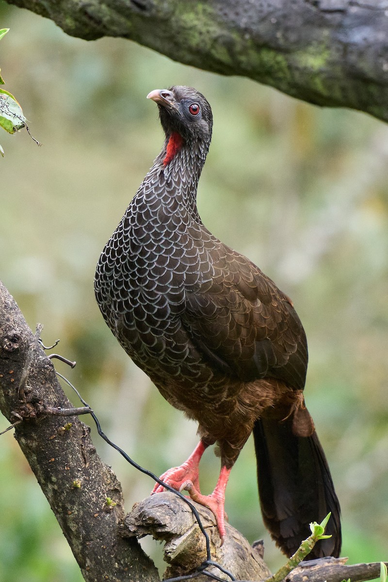Andean Guan - ML645806242