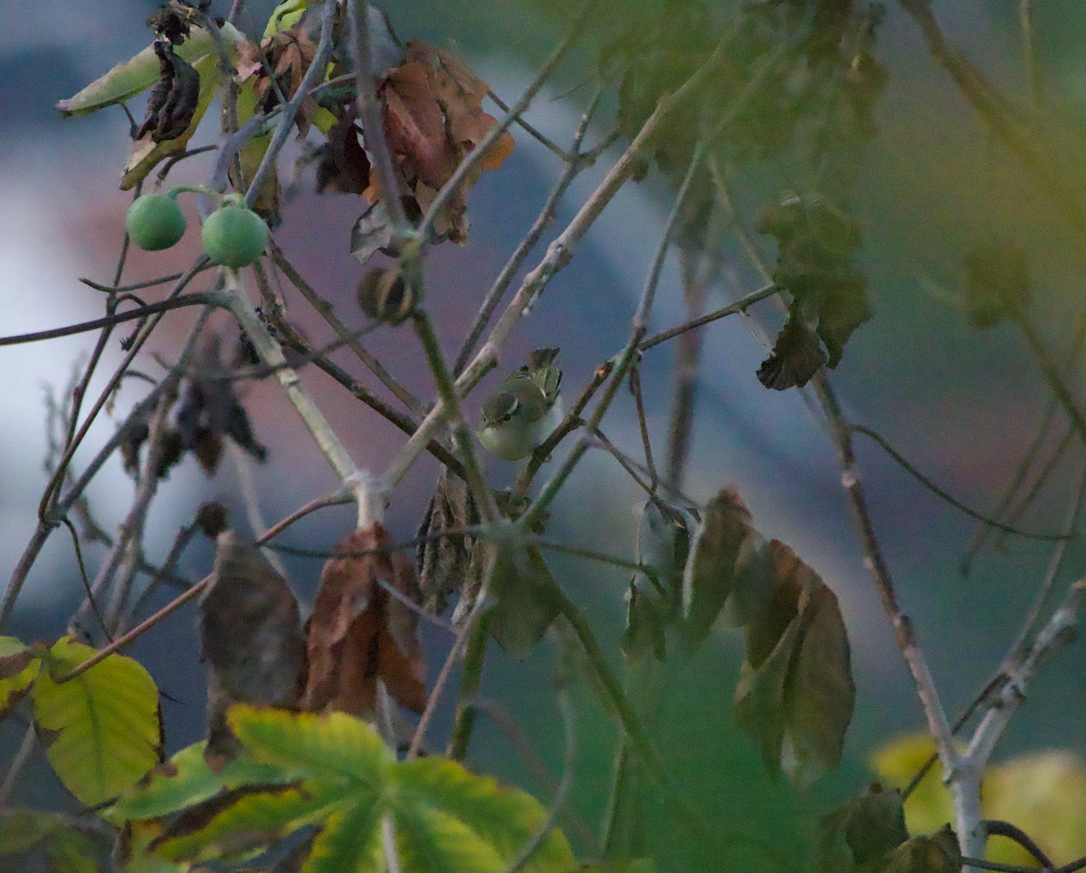 עלווית צהובת-גבות - ML645806244