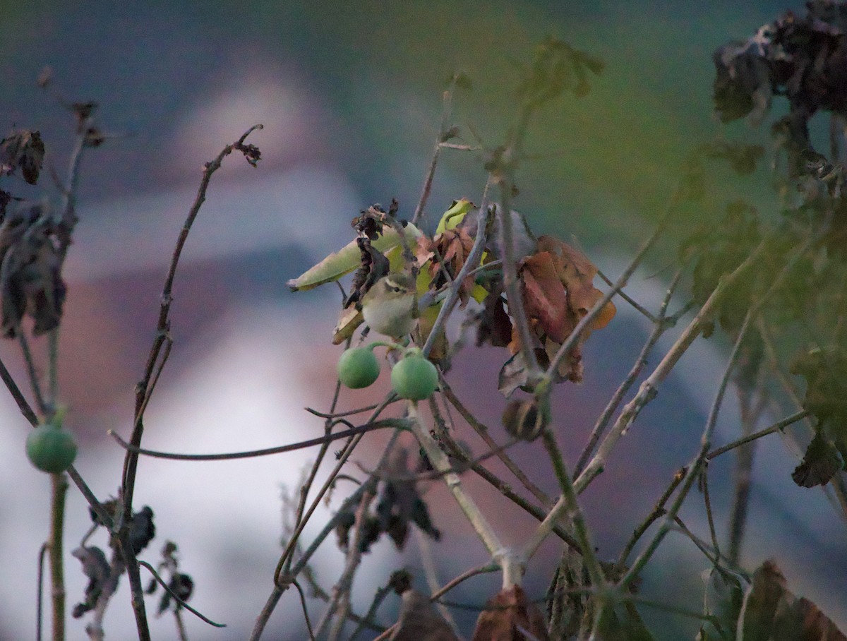 עלווית צהובת-גבות - ML645806245