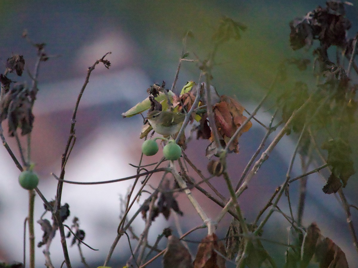 עלווית צהובת-גבות - ML645806246