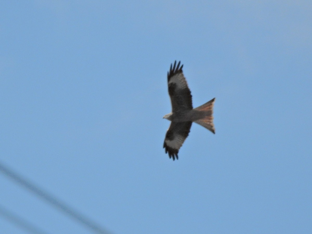 דיה אדומה - ML645806247