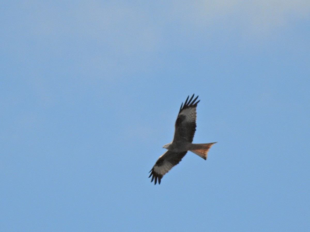 דיה אדומה - ML645806248