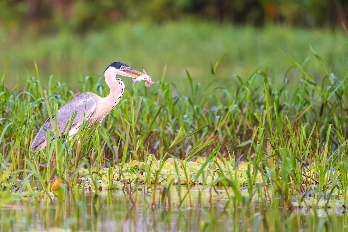 Cocoi Heron - ML645806252