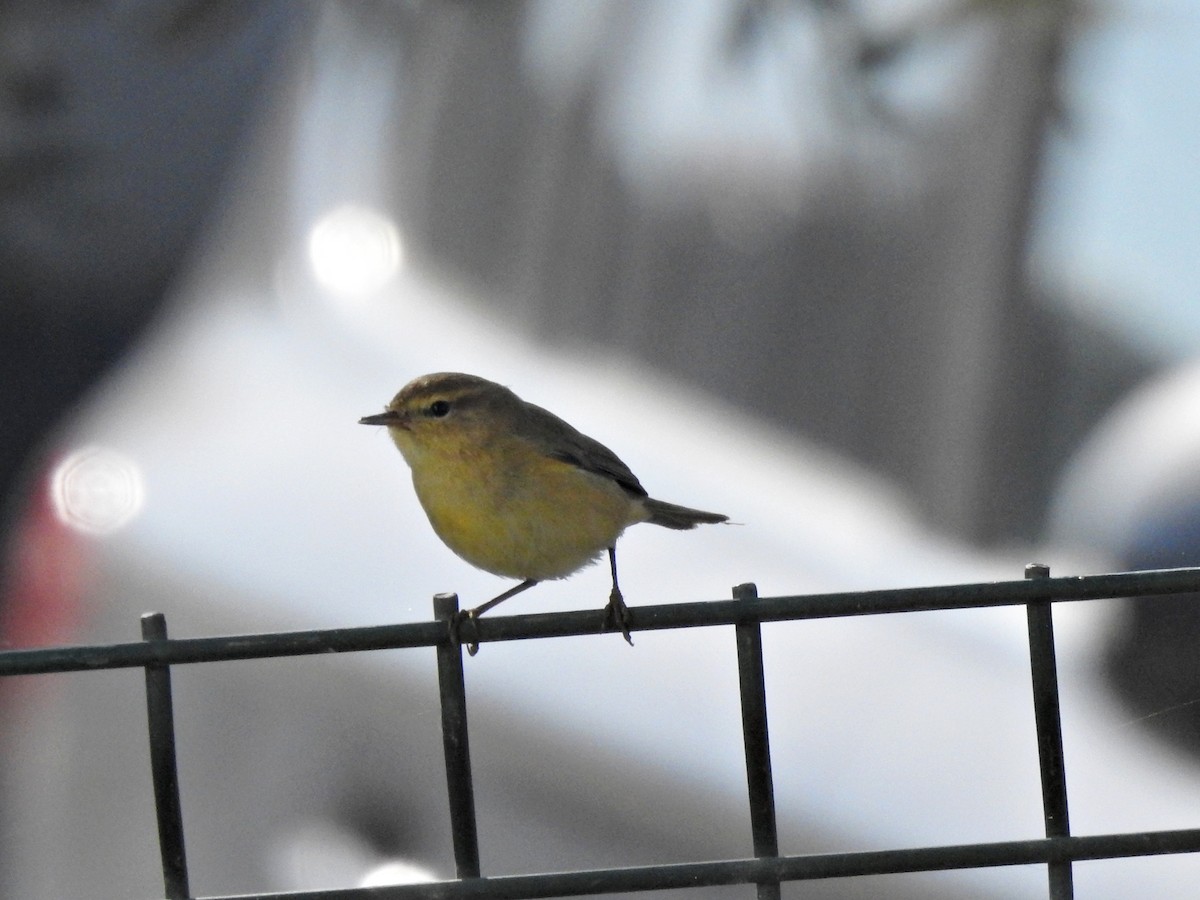 עלווית חורף - ML645806253