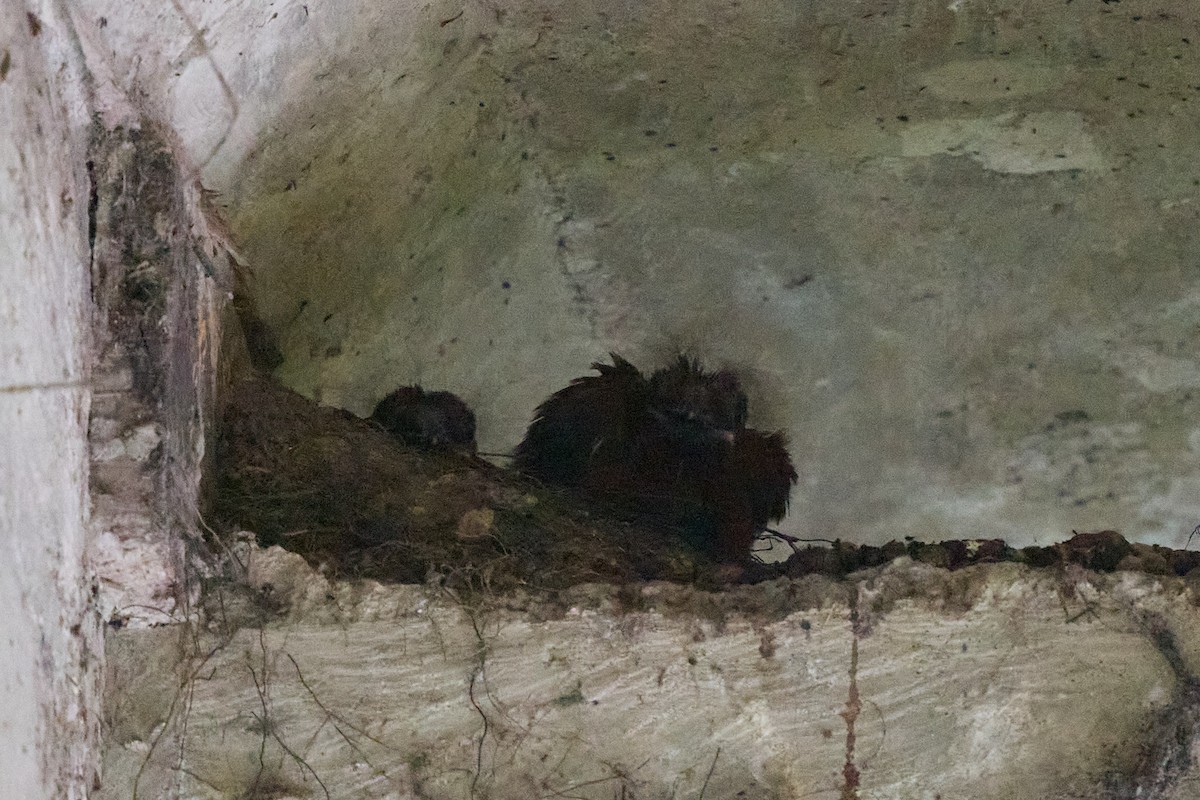 Andean Cock-of-the-rock - ML645806254