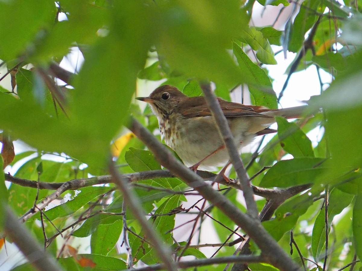 קיכלי חלוד-זנב - ML645806255