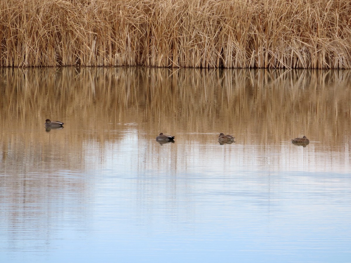 ברווז אפור - ML645806259