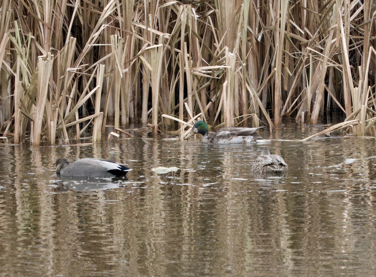 ברכיה - ML645806260
