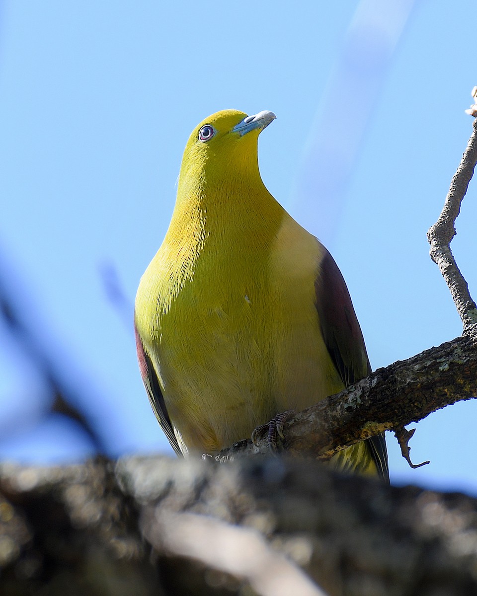 White-bellied Green-Pigeon - ML645806261