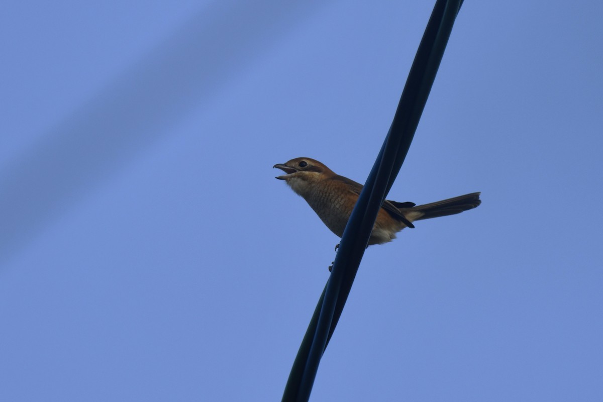 Bull-headed Shrike - ML645806262