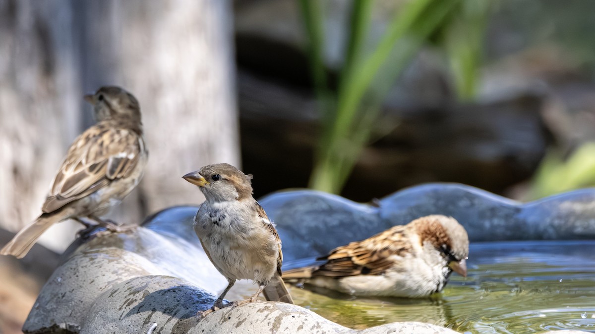 דרור הבית - ML645806263