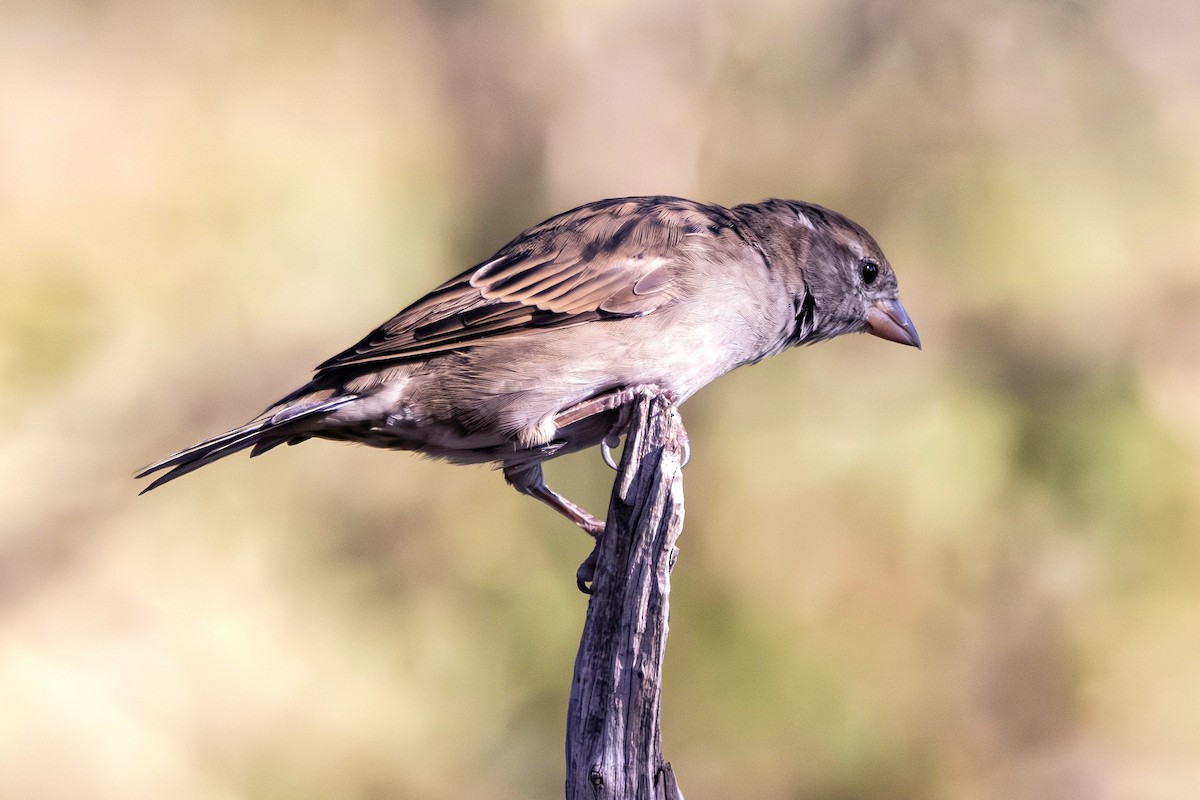 דרור הבית - ML645806264