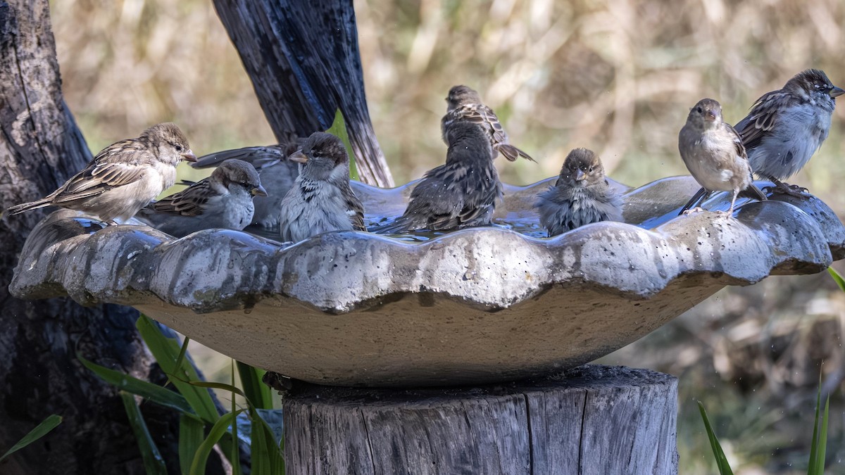 דרור הבית - ML645806265