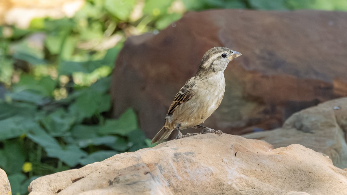 דרור הבית - ML645806266