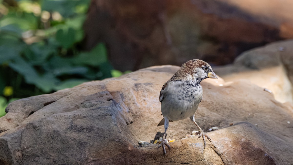 דרור הבית - ML645806267