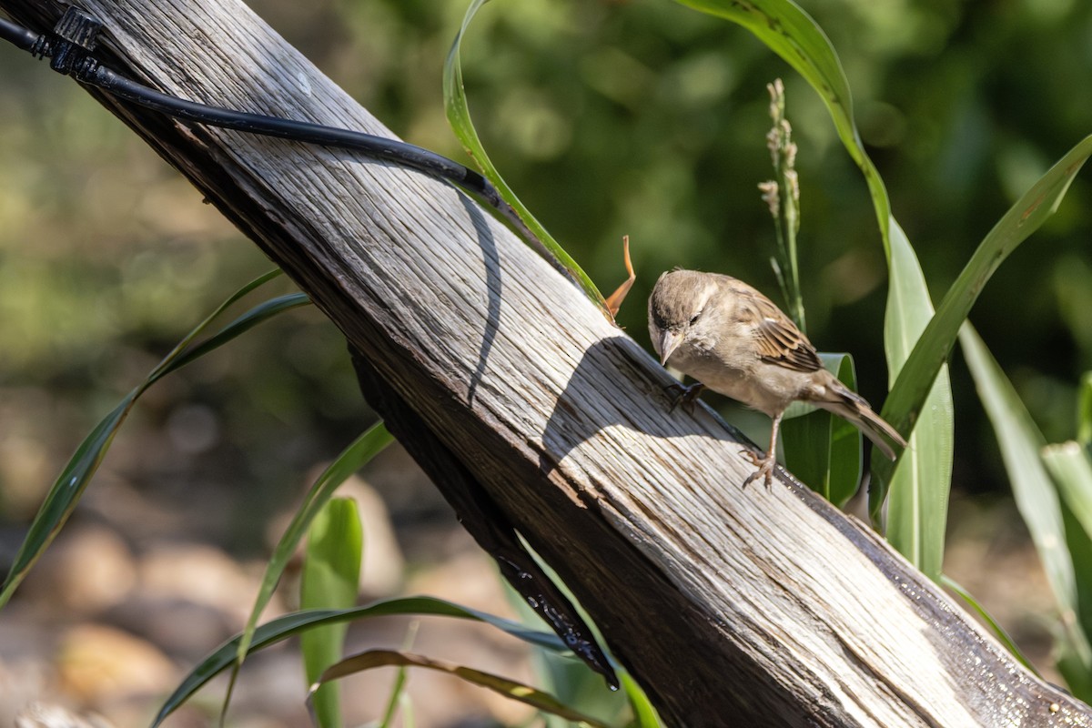 דרור הבית - ML645806268