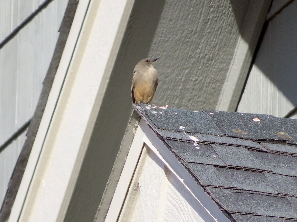 Say's Phoebe - ML645806272