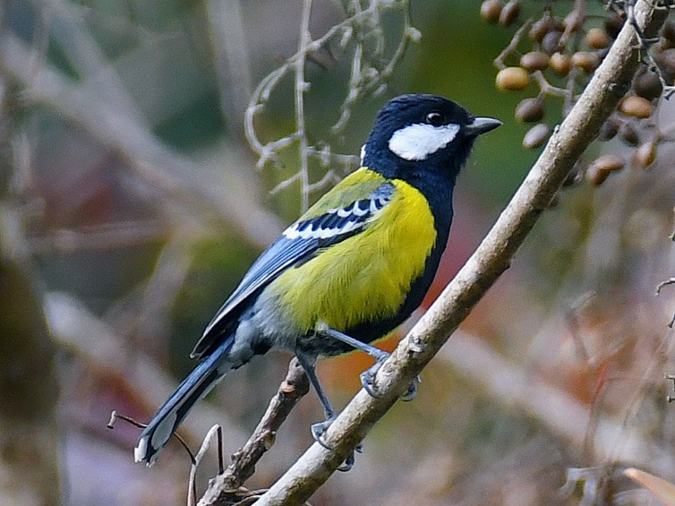 Green-backed Tit - ML645806274