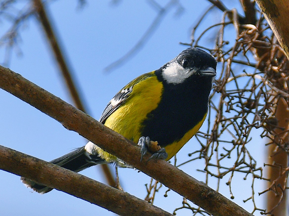 Green-backed Tit - ML645806275