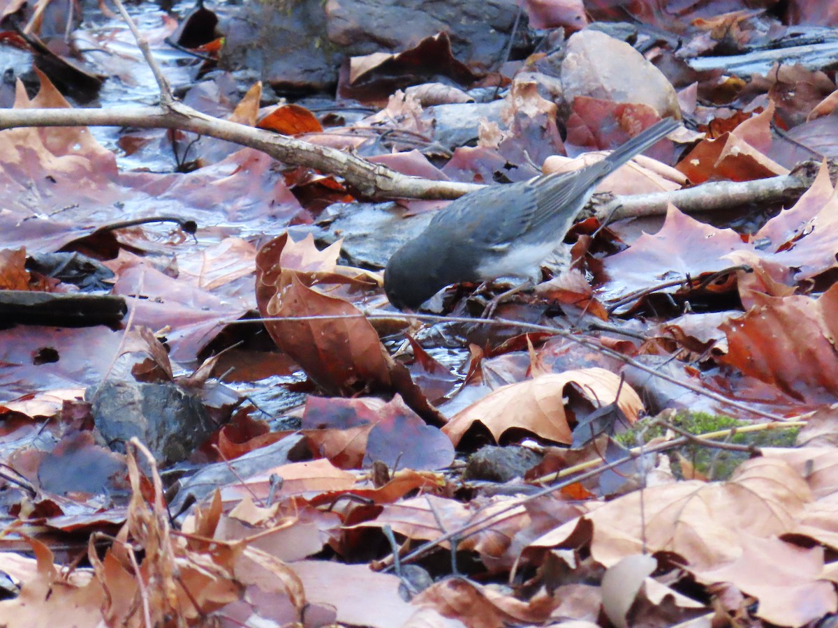 יונקו כהה-עין - ML645806276
