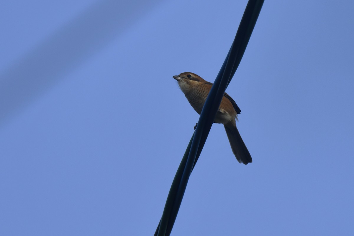 oksevarsler - ML645806281