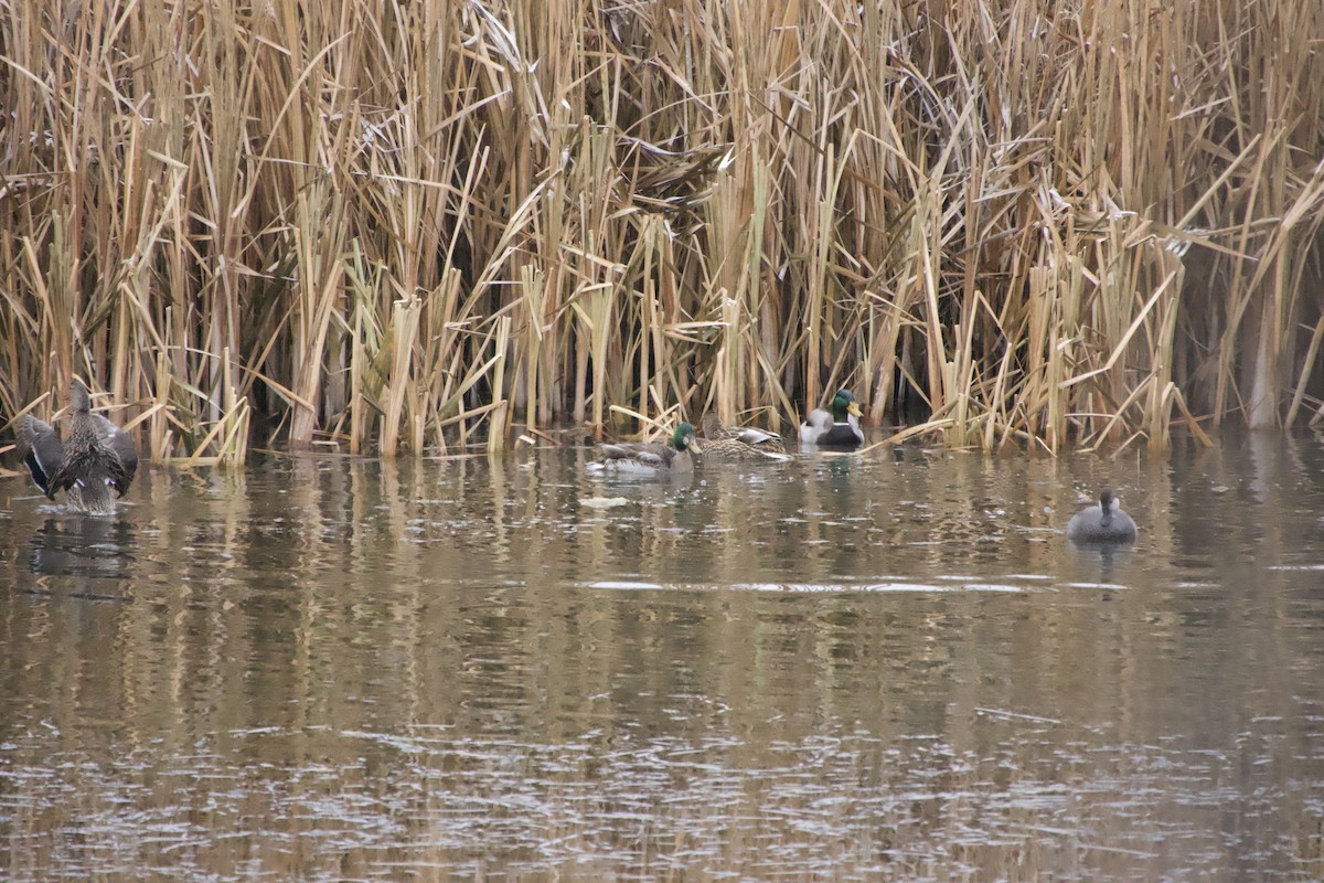 Mallard - ML645806282