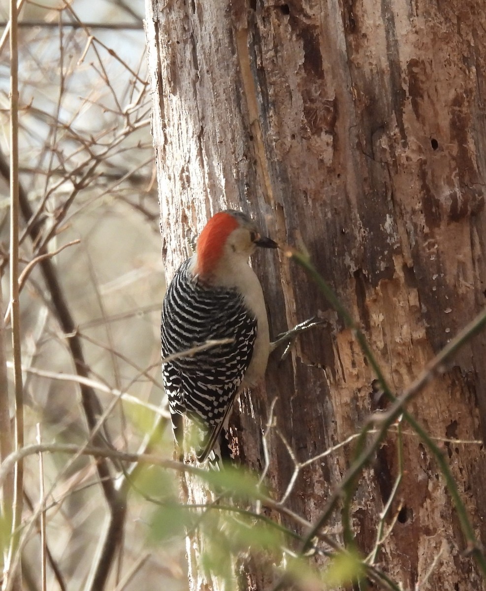 datel karolínský - ML645806283