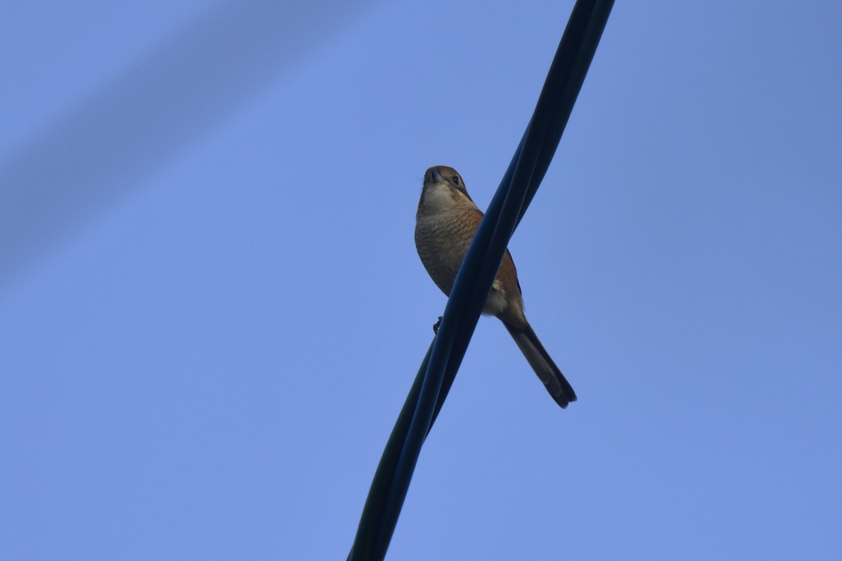 oksevarsler - ML645806290