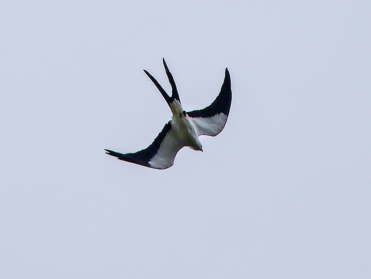 Swallow-tailed Kite - ML645806296