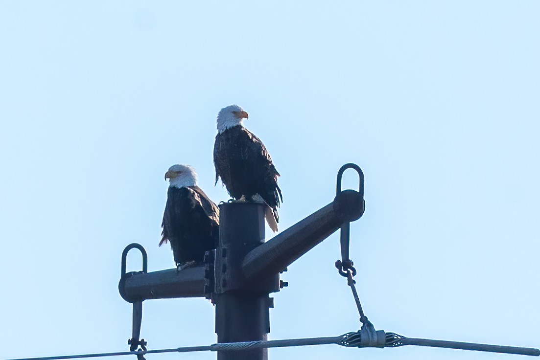 Pigargo Americano - ML645806299