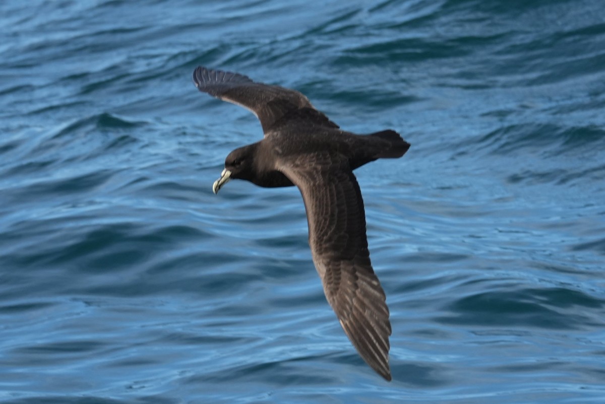 Beyaz Gıdılı Yelkovan - ML645806300