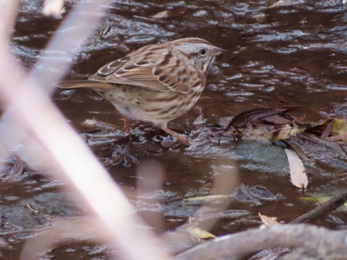 Song Sparrow - ML645806301