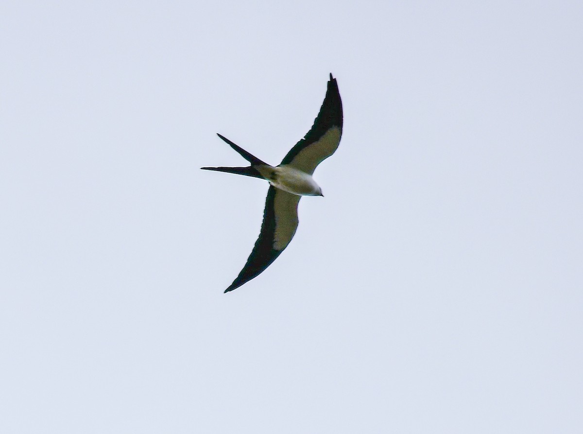 Swallow-tailed Kite - ML645806307